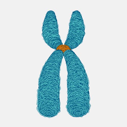 Centromere img