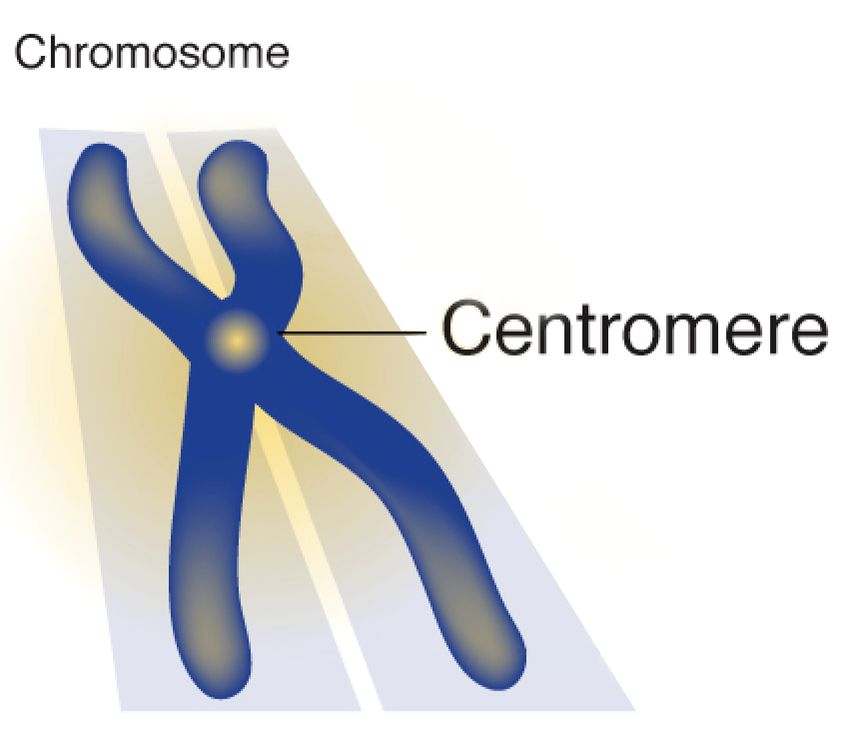 Centromere