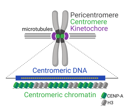 Centromeric Chromatin