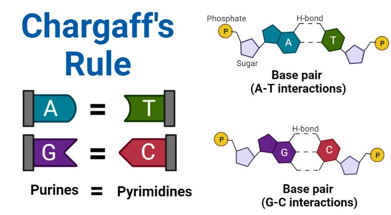 Chargaff’s Rules