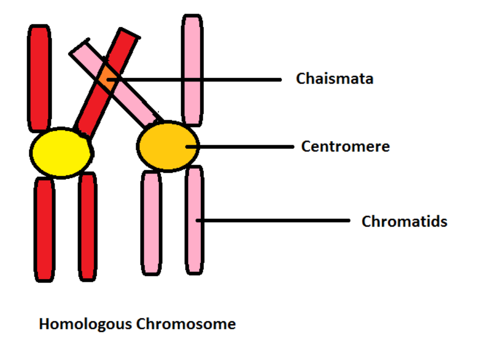 Chiasmata