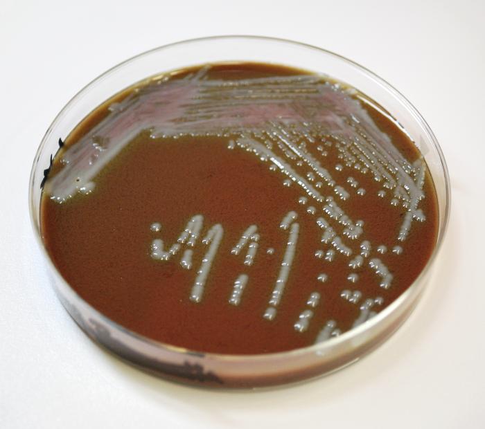 Chocolate agar