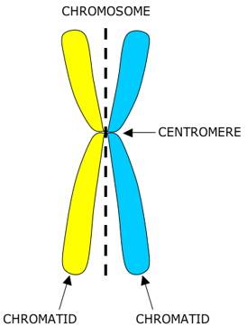 Chromatid