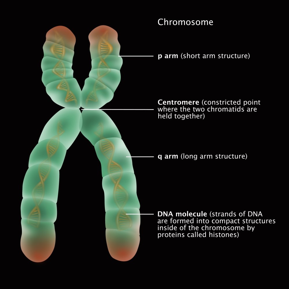 Chromosome