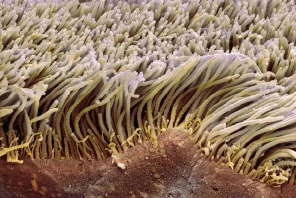 Cilia