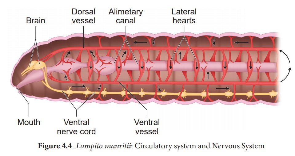 Circulatory System