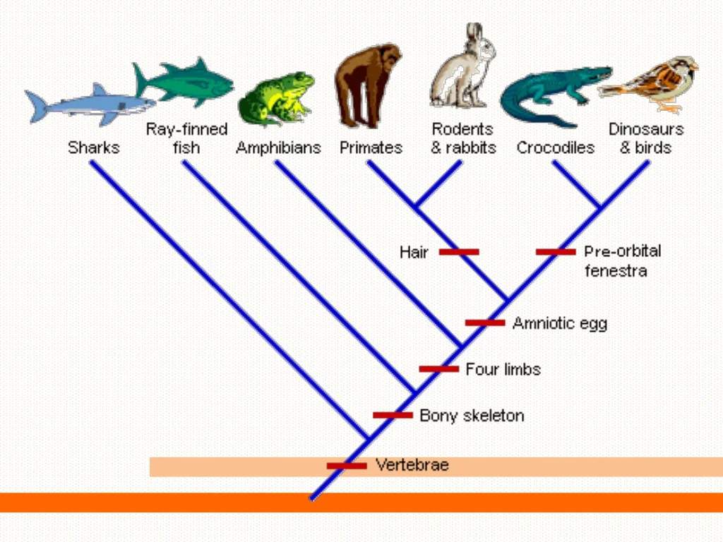 Cladistics