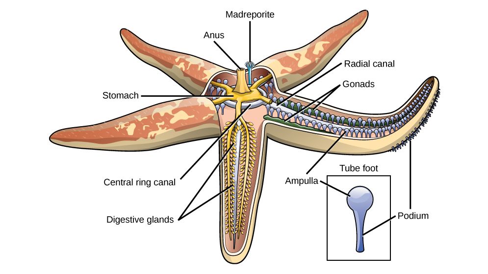 Class Asteroidea