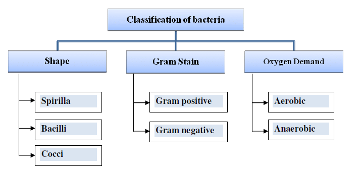 Classification-of-bacteria