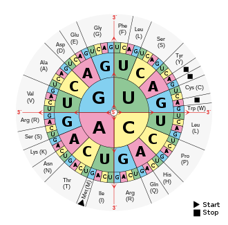 Codon Chart