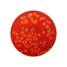 Columbia Agar