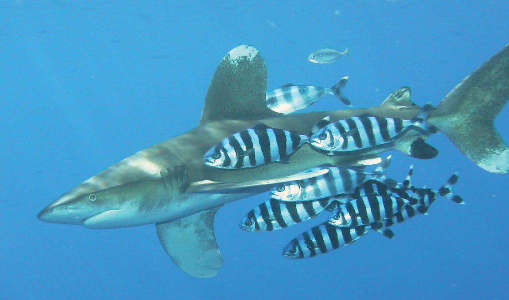 Commensalism