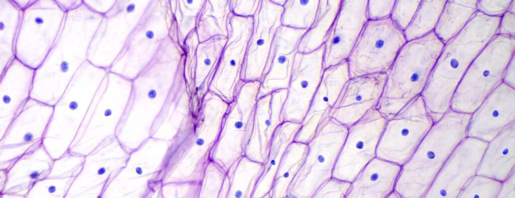 Cytology
