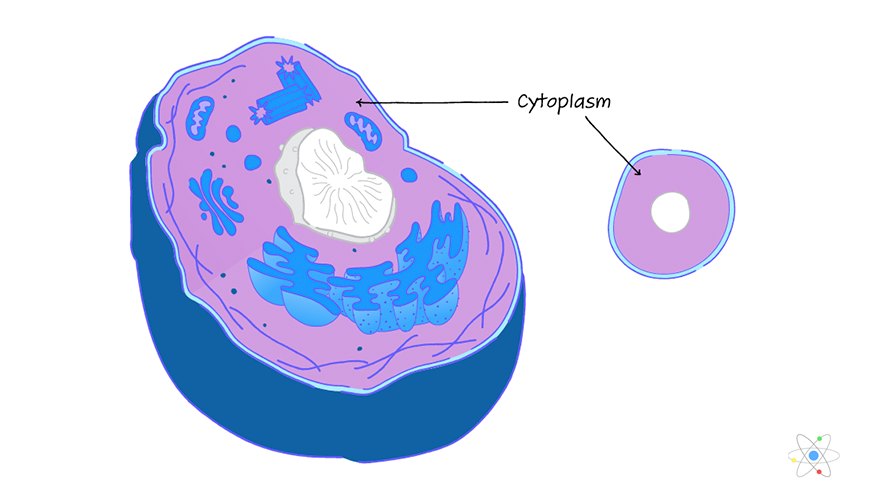 Cytoplasm