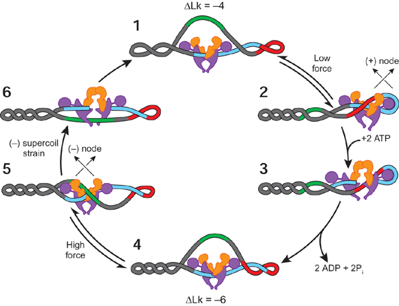 DNA Gyrase (Topoisomerase)
