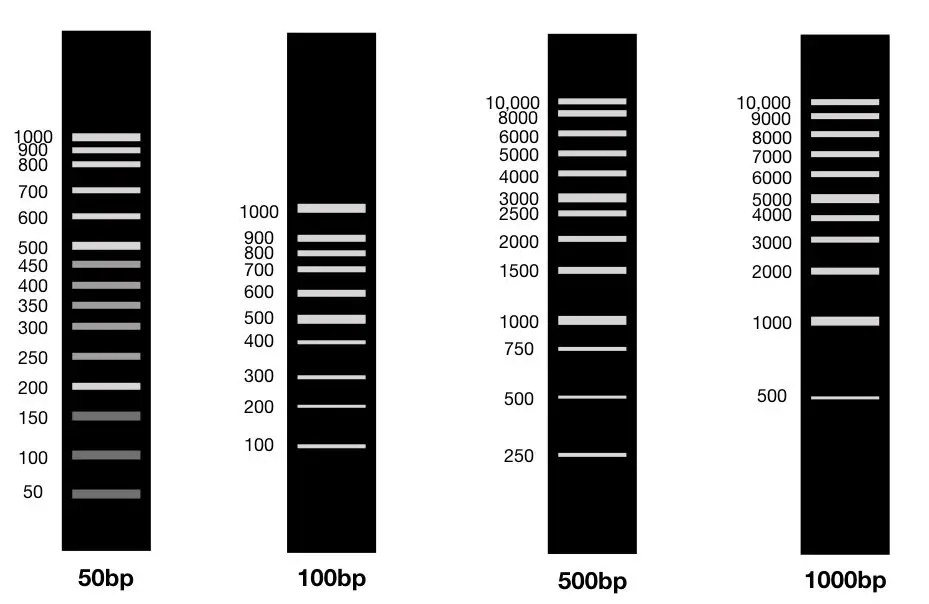 DNA Ladders