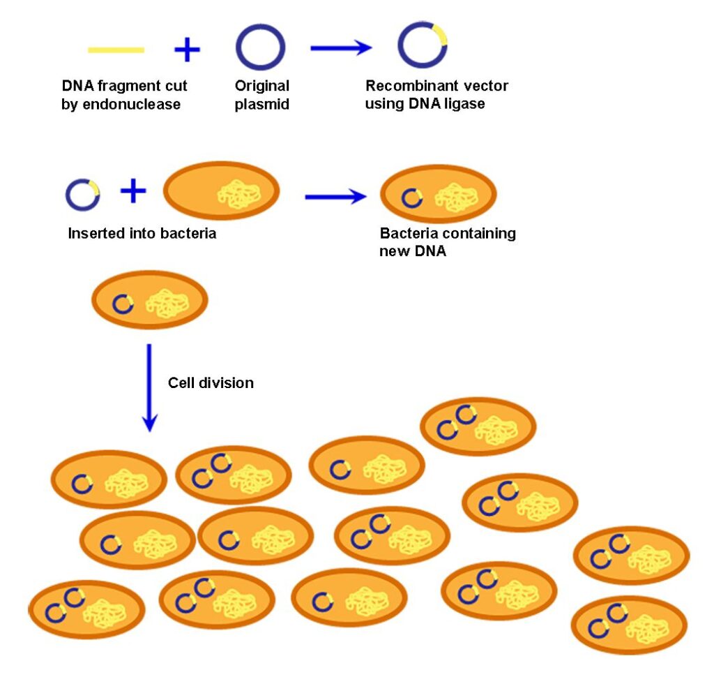 DNA Cloning