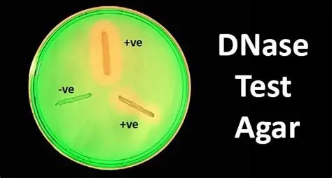 DNase Test