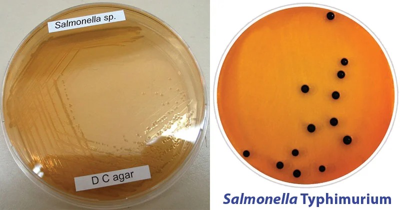 Deoxycholate Citrate Agar