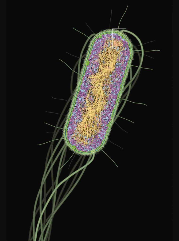 E. coli Virotypes