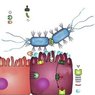 Enteroaggregative E. coli