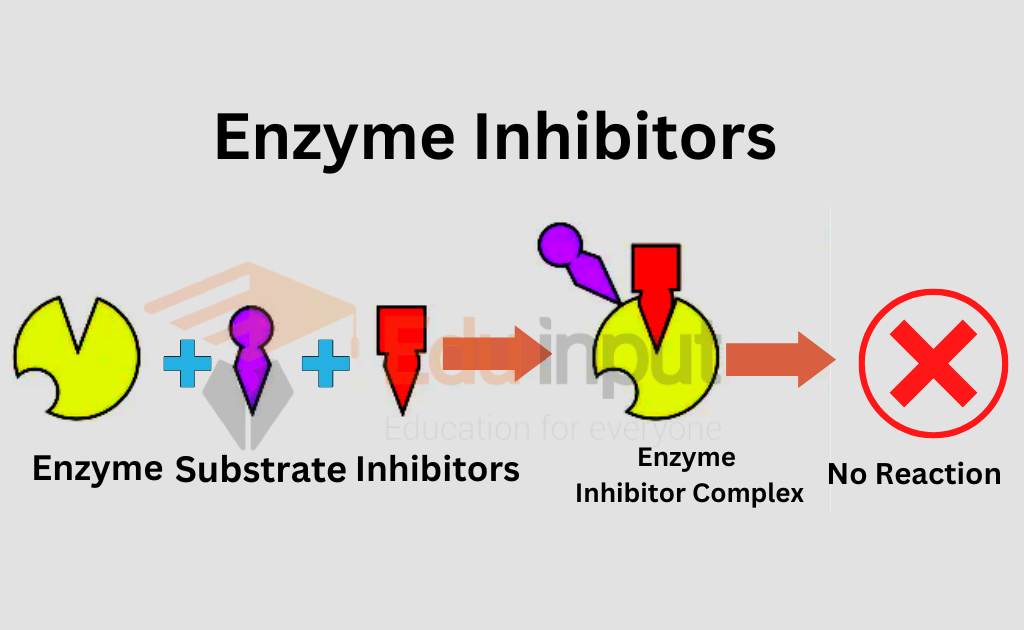 Enzyme Inhibitors