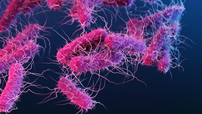 Escherichia coli (E. coli)