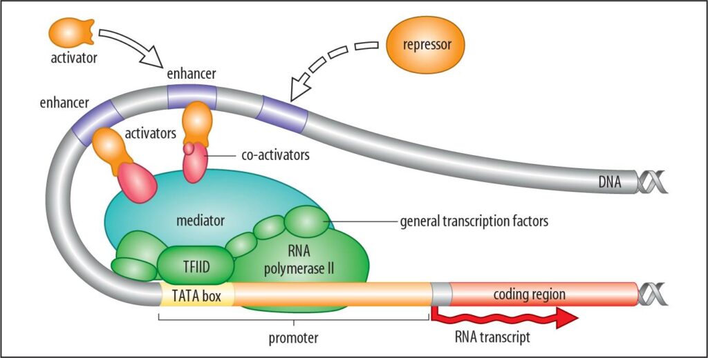 Eukaryotic Transcription