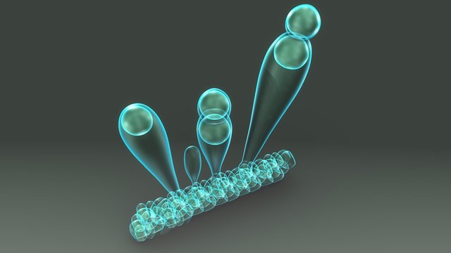 Exospores