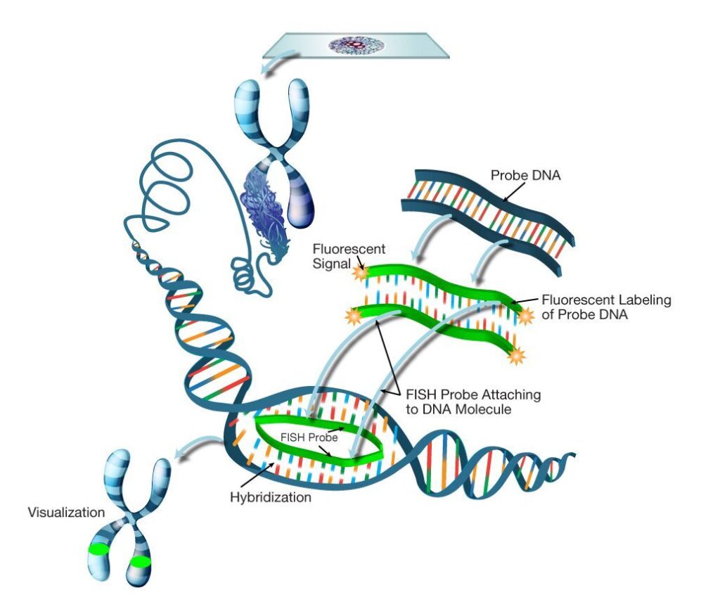 Fluorescence In Situ Hybridization (FISH)