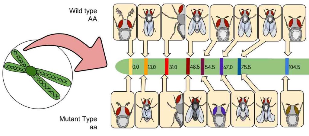 Genetic (Linkage) Mapping