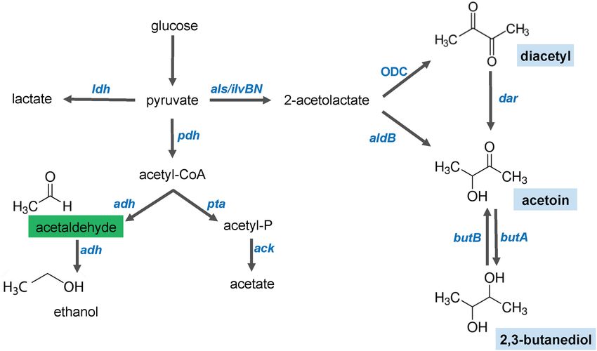 Glucose Fermentation