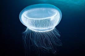 Hydrozoa