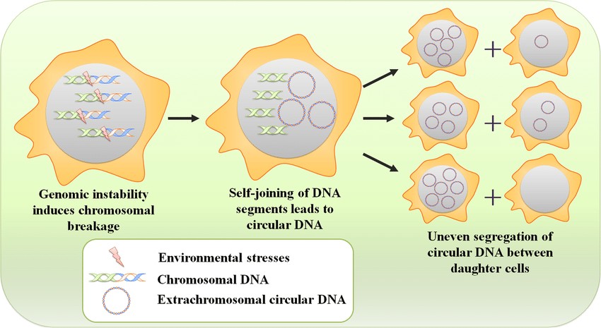 Extrachromosomal