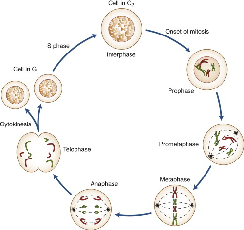 Interphase