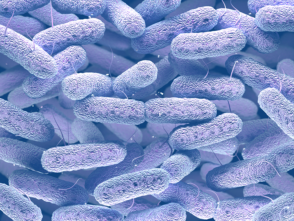 Klebsiella pneumoniae