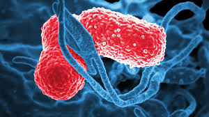 Klebsiella spp.