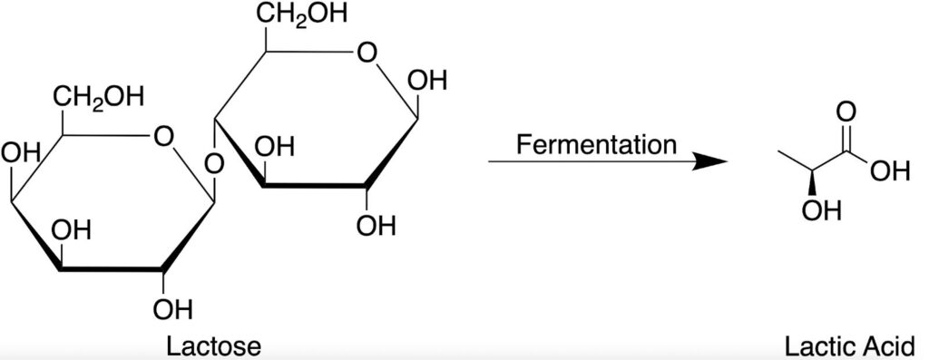 Lactose Fermentation