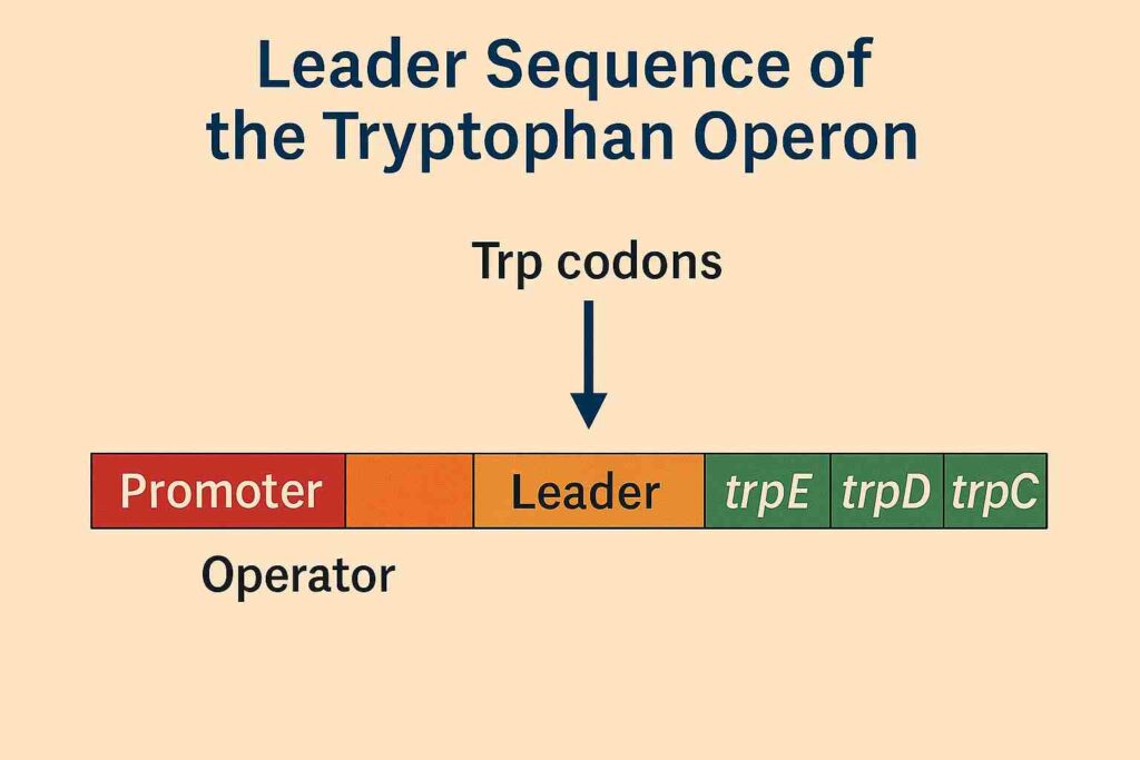 Leader Sequence