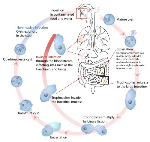 Life Cycle of Entamoeba histolytica