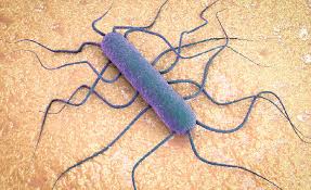 Listeria monocytogenes
