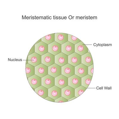 Meristematic Cell