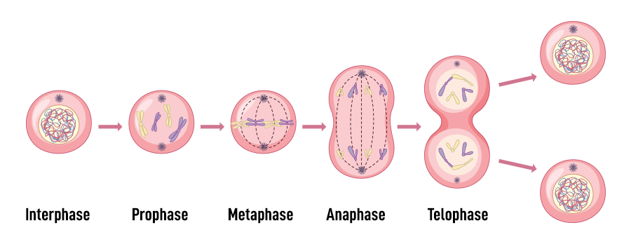 Mitosis