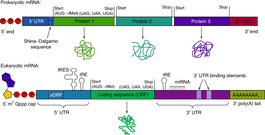 Nature of mRNA
