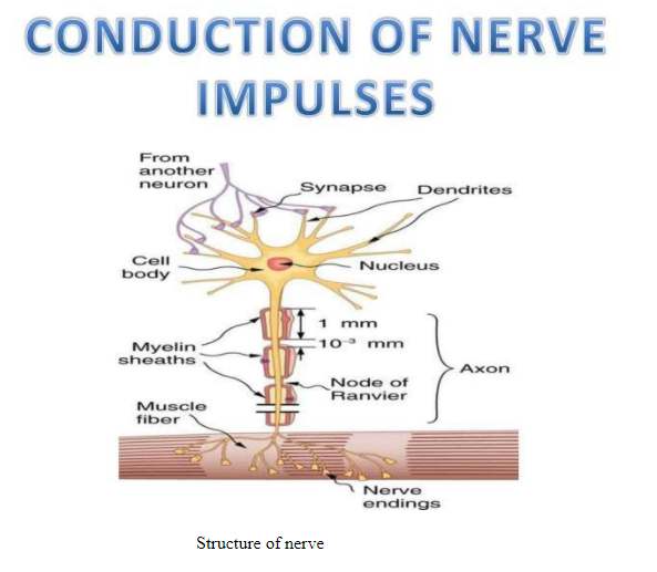 Nerve Impulse