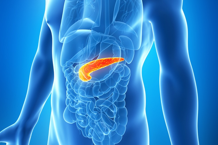 Pancreas