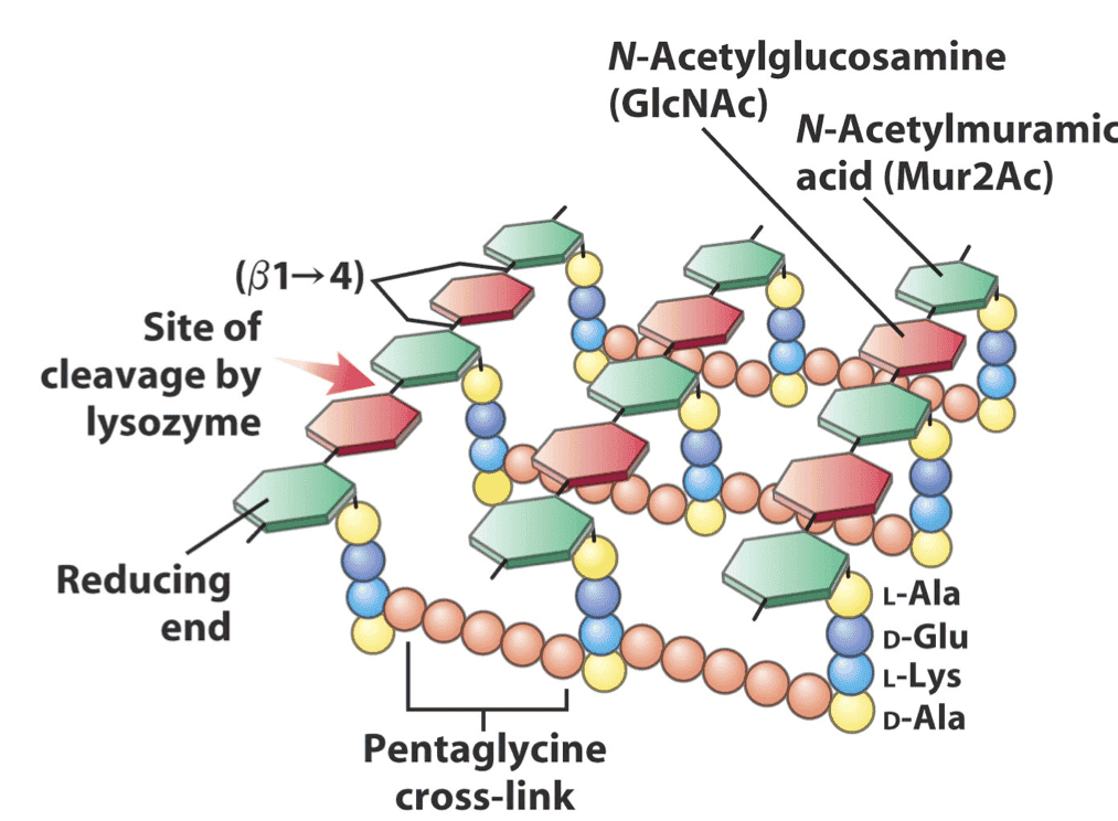 Peptidoglycan Structure