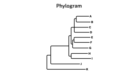 Phylogram