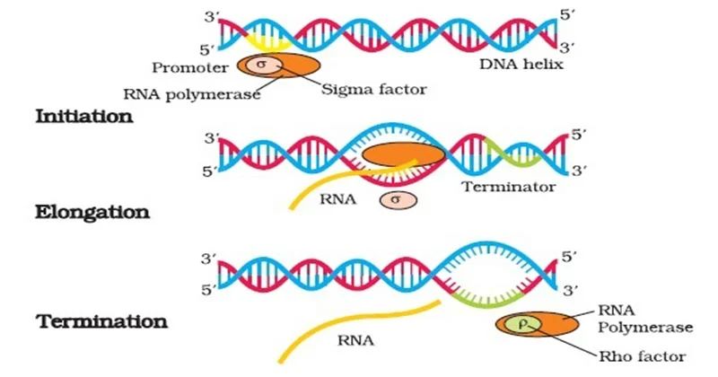 Prokaryotes