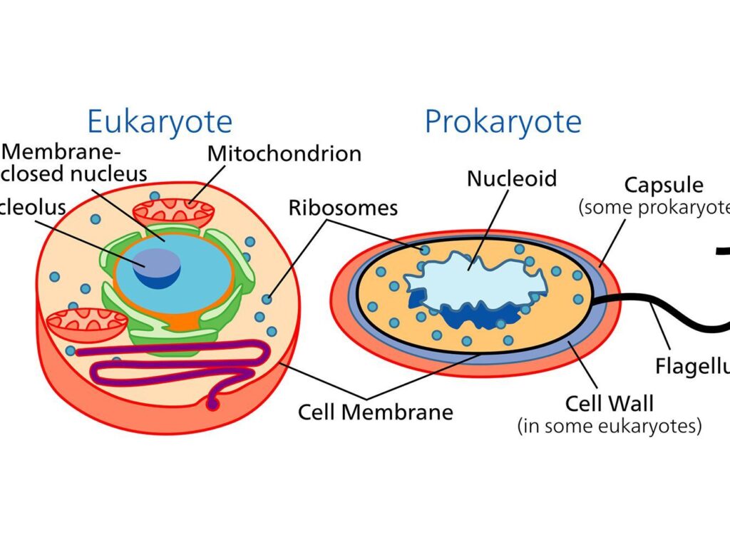 Prokaryotes
